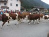 Gsiesa Marschtl 2015